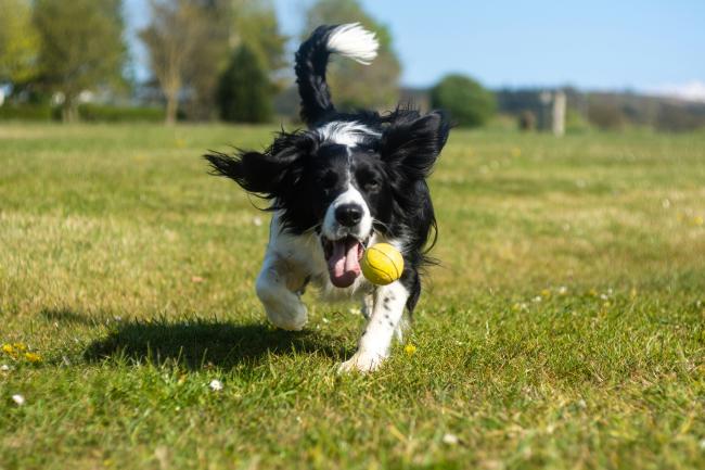 Border Collie plays with tennis ball