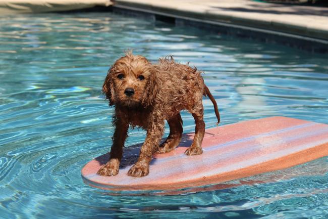 Puppy on a surf board