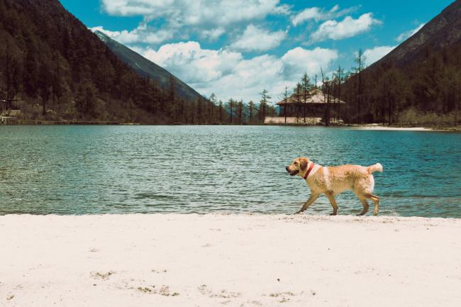 A dog at the beach